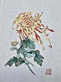 Double-Colored Spider Chrysanthemums by Victoria Li (2024)