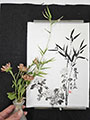 Chrysanthemums and Bamboo (2024) 10x14 mounted